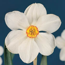 Daffodils classification, Daffodils types, Daffodils Groups, Narcissus classification, Narcissus types, Narcissus Groups, Narcissus Divisions, Daffodils Divisions